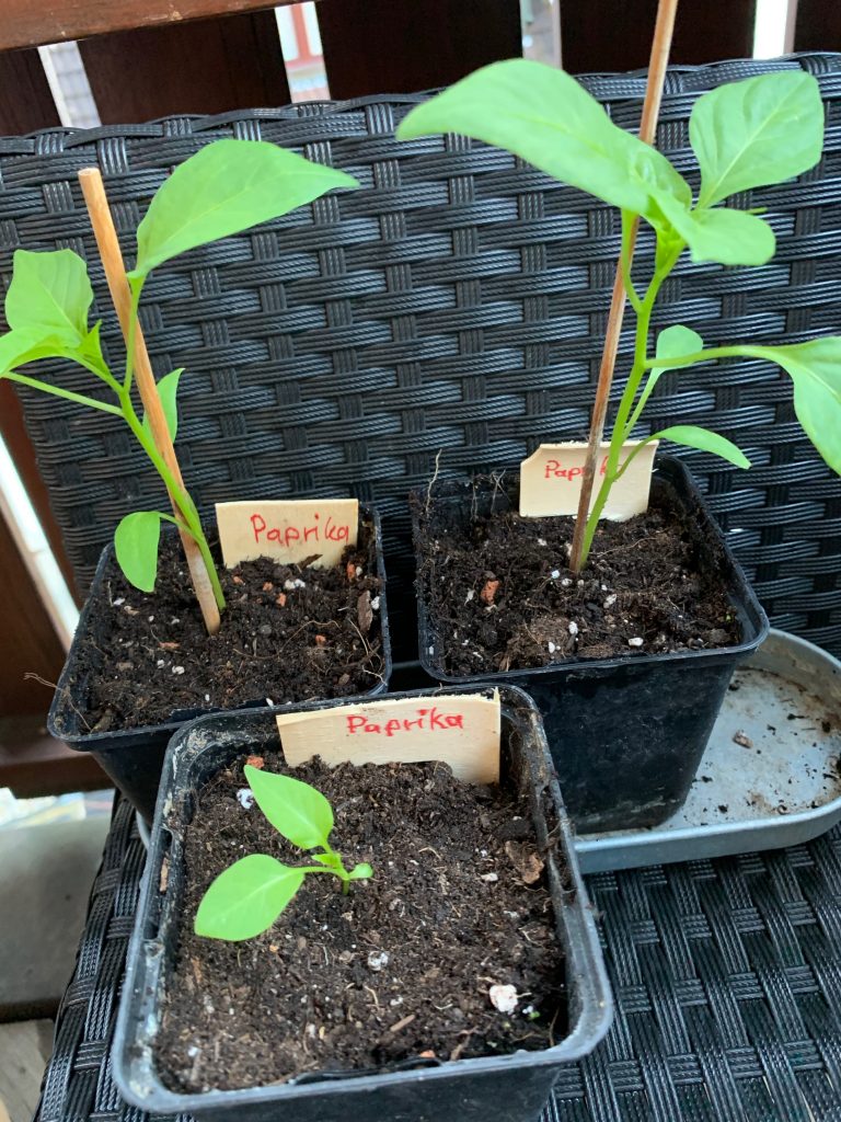 Paprika Pflanzenschildchen