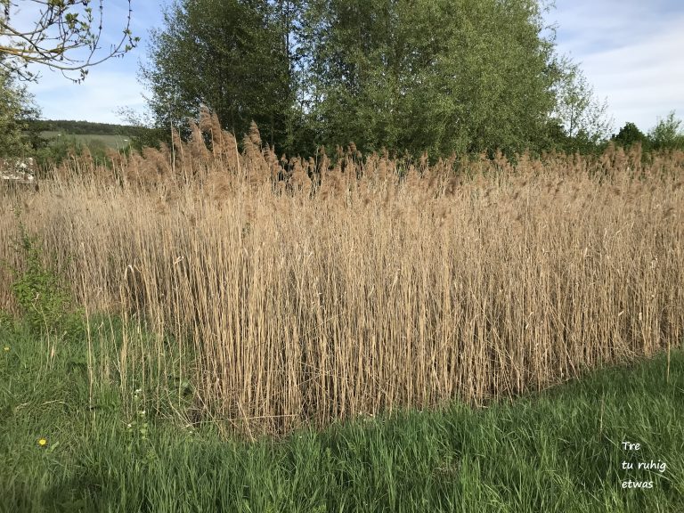 Trockenes Schilfrohr als Material für selbst gebaute Pfeile