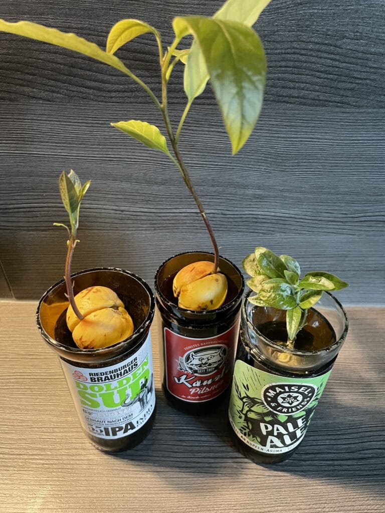 3 Avocadopflanzen in abgeschnittenen Bierflaschen
