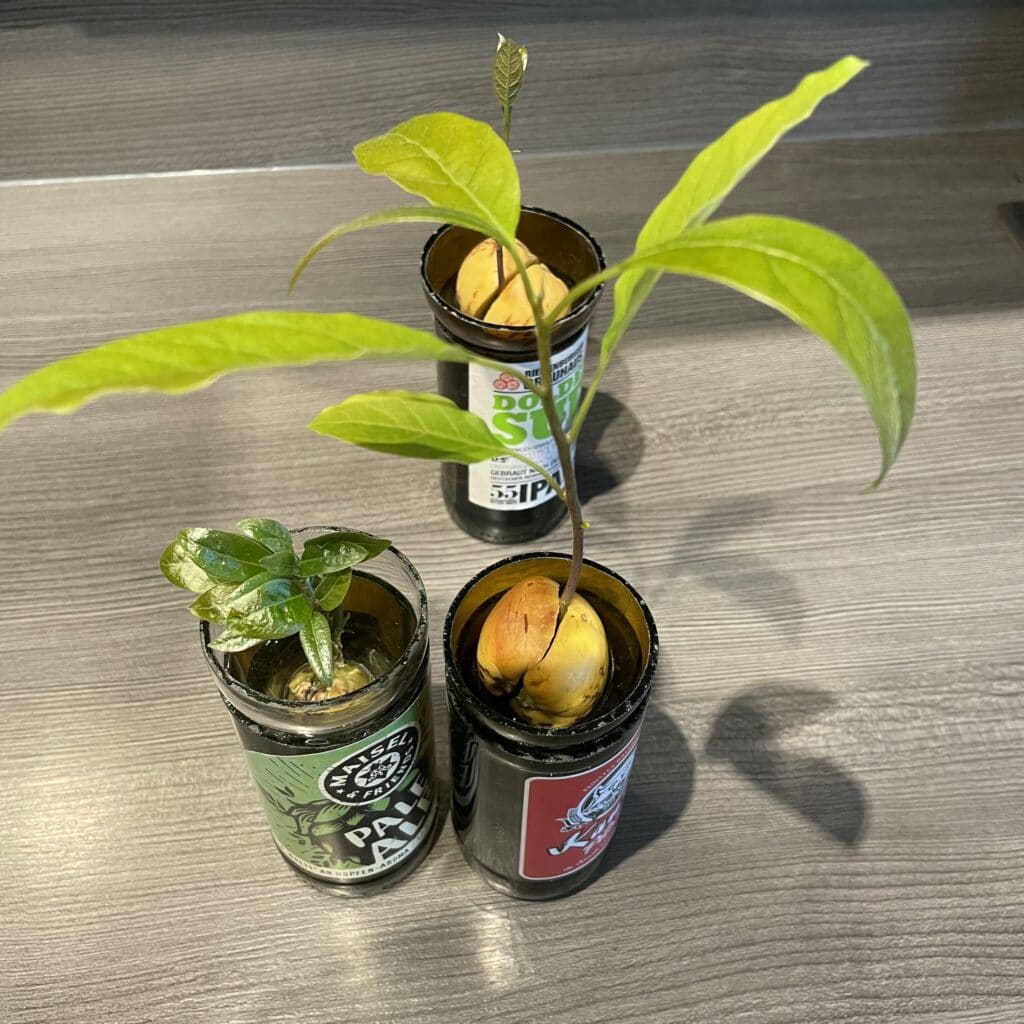 3 verschiedene Avocadopflanzen in abgeschnittenen Bierflaschen