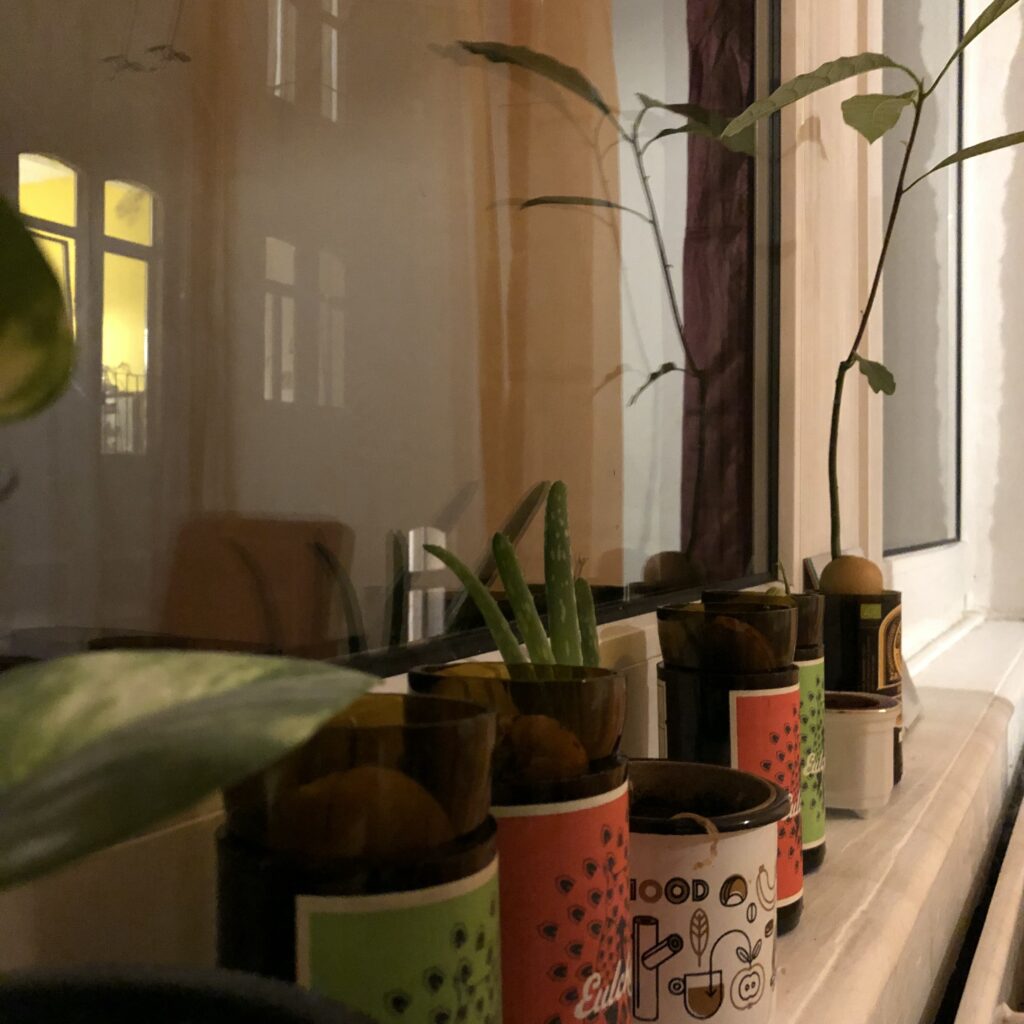 Avocadopflanzen auf der Fensterbank
