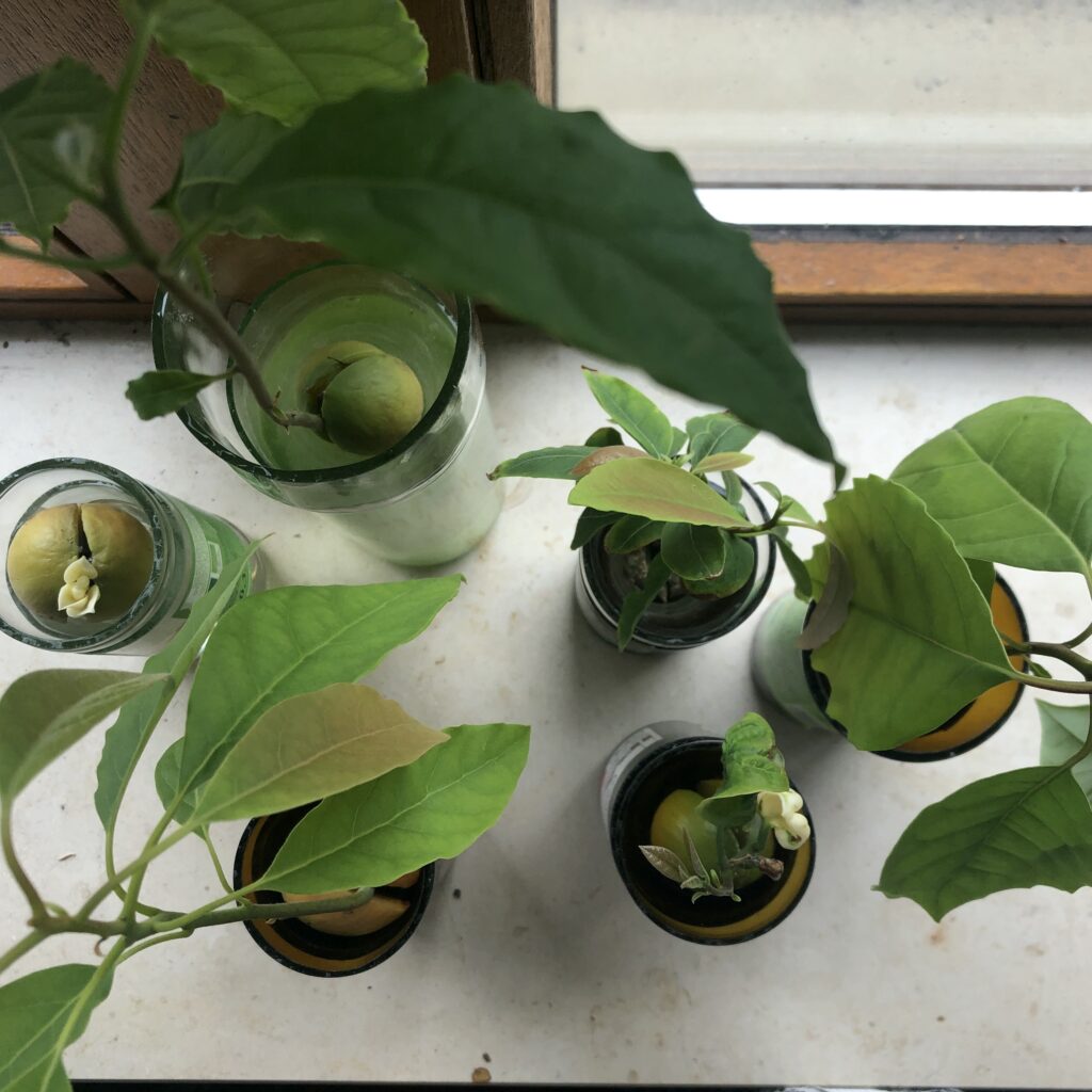 Avocadofamilie auf der Fensterbank