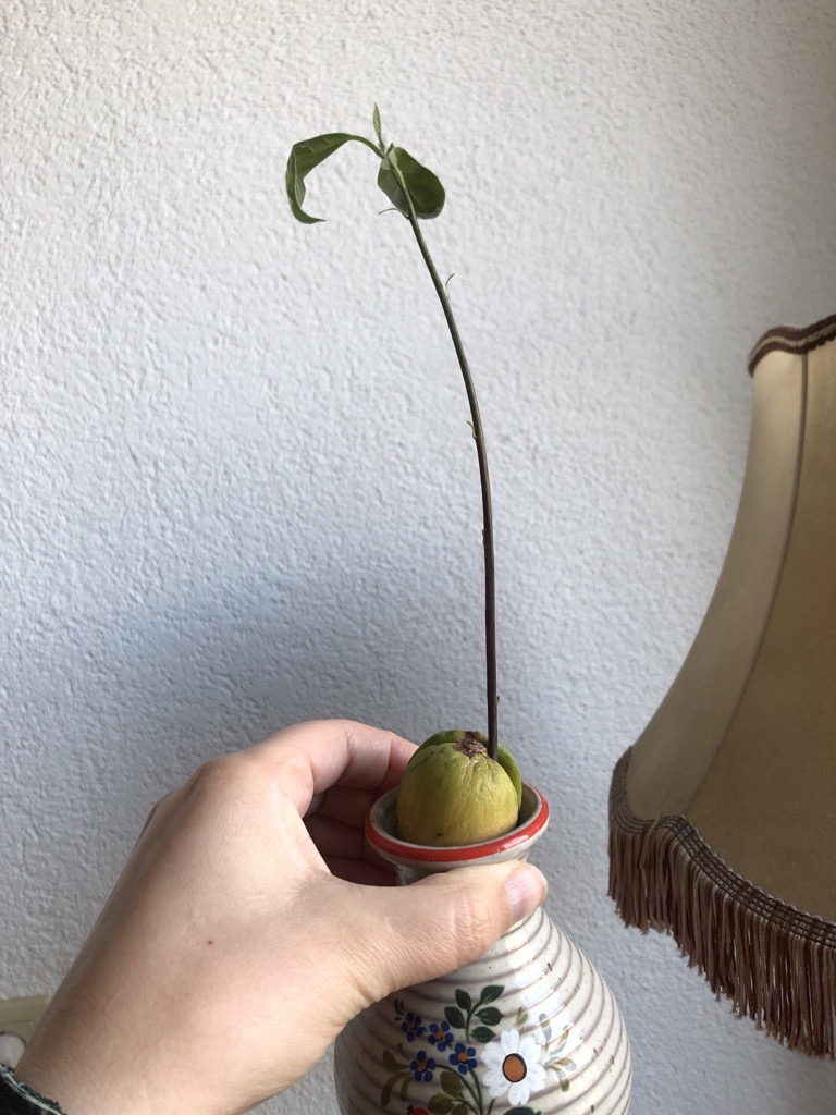 Anzucht Avocadokern in Vase