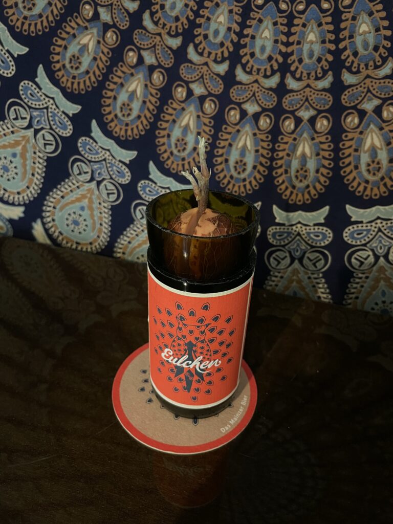 Avocadopflanze in Bierflasche