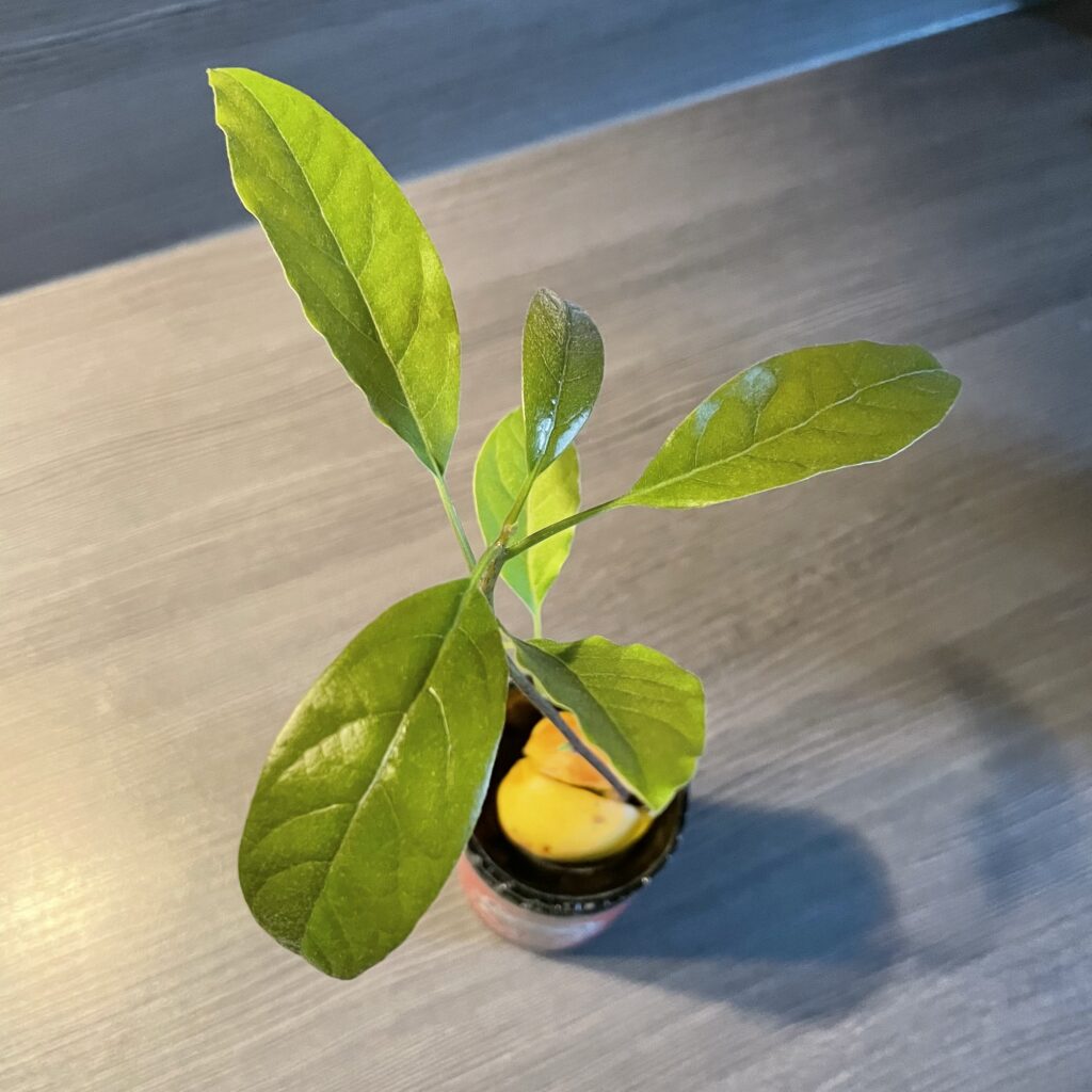 Avocadopflanze von oben